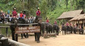 http://www.thaismile.jp/FotoGallary/ThaiPics/Chiangmai/ElephantCamp/elephant01.jpg